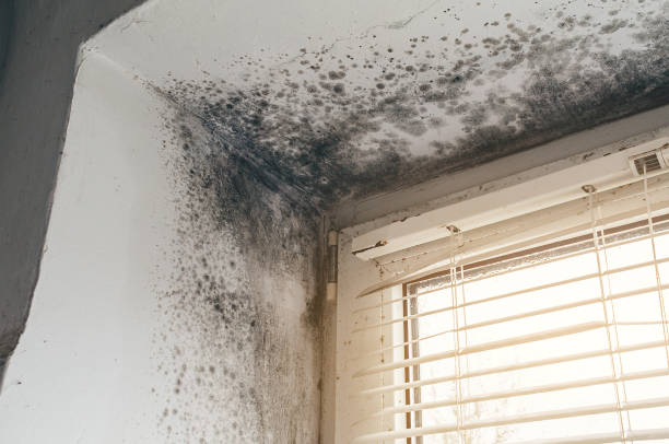 Affordable Mold Cleanup solutions in North Bend, WA