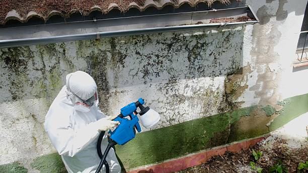 Trusted Mold Testing service in North Bend, WA - Cheap Mold Removal